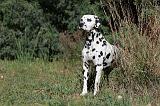 DALMATIEN 029